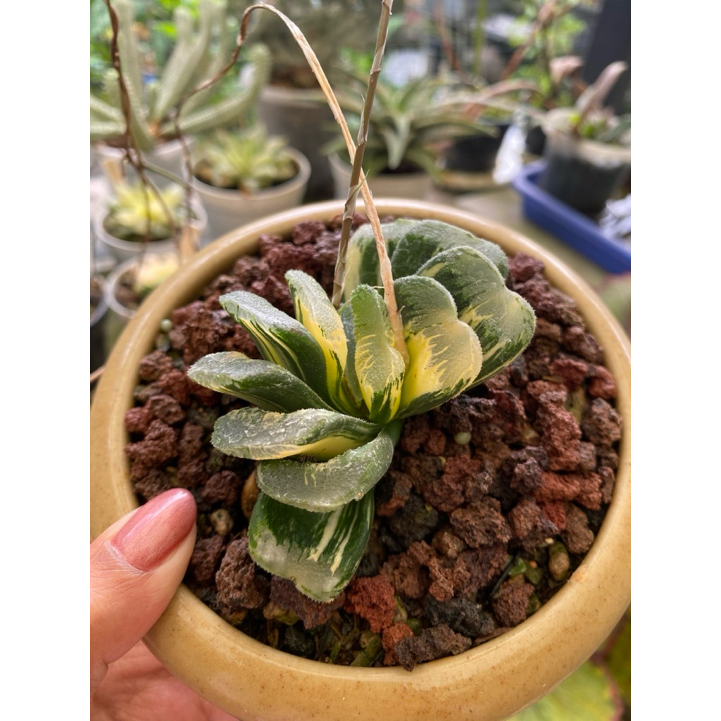 haworthia truncata variegata
