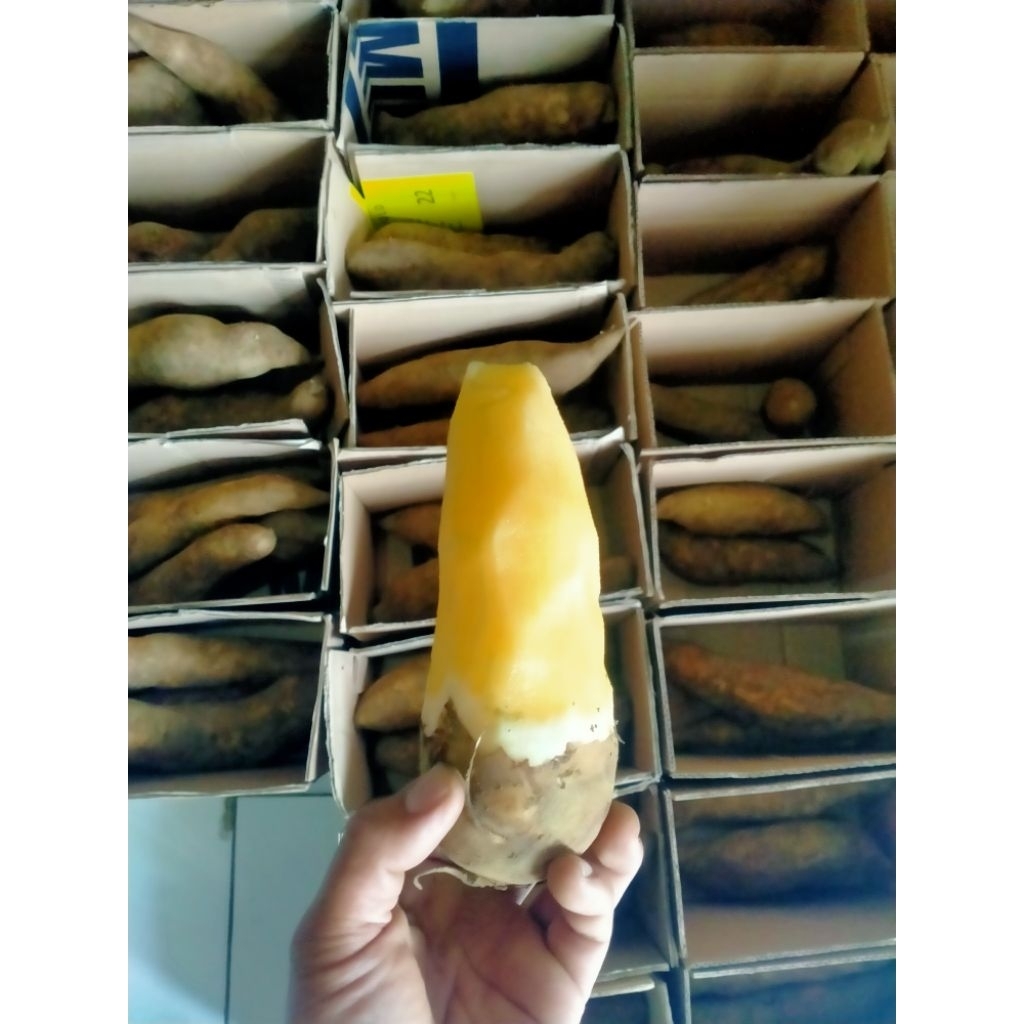 

UBI YAKON READY STOK