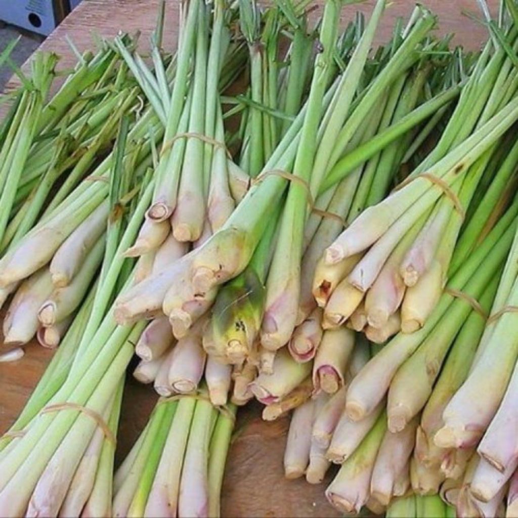 

sereh serai sereh masak sereh hijau fresh isi 1kg