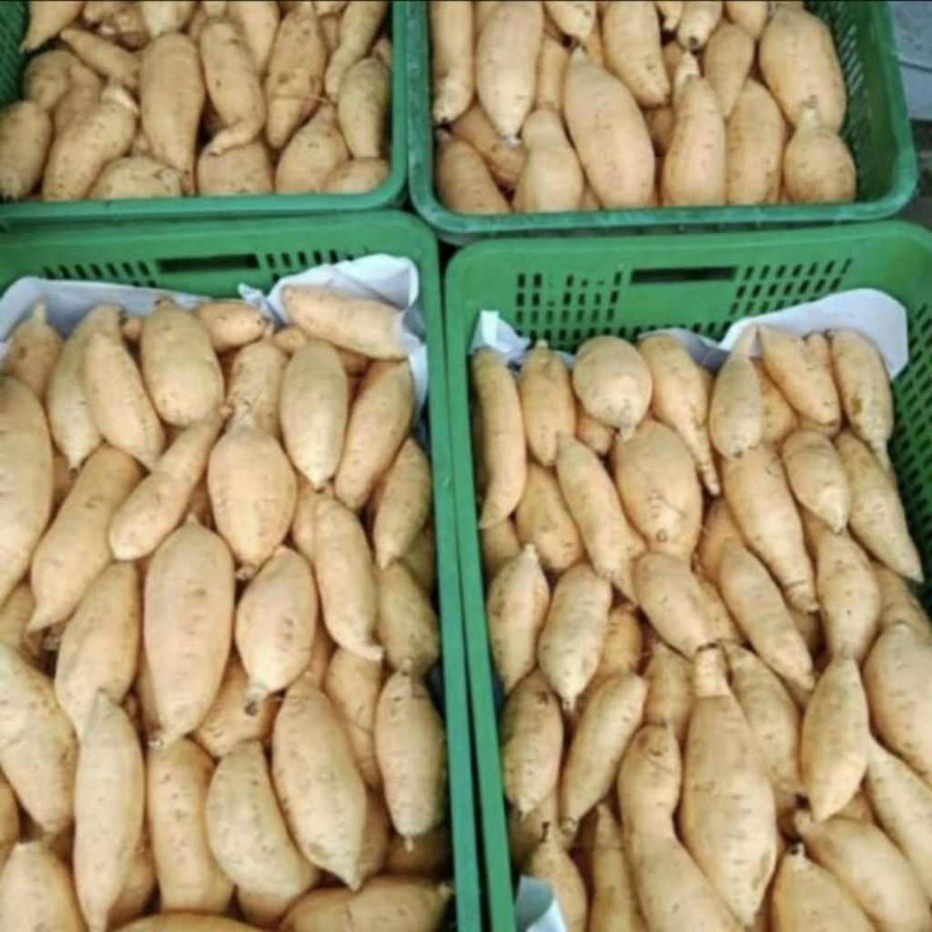 

UBI CILEMBU JALAR UKURAN SEDANG 1KG MENTAH