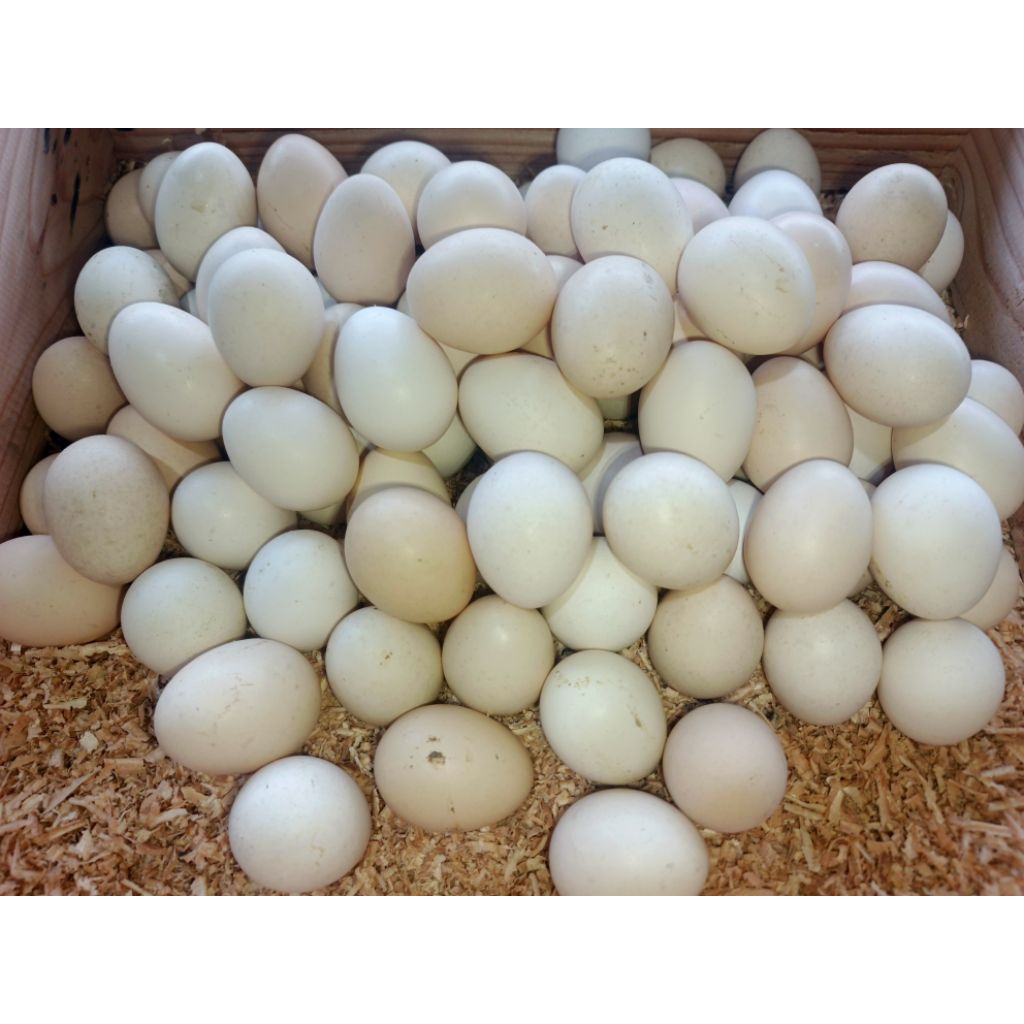 

Telur Ayam Kampung Omega Fresh