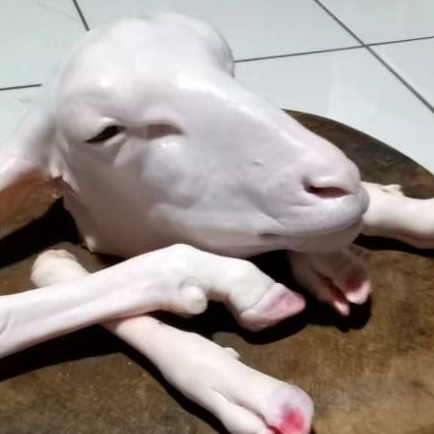 

Kepala Kambing Utuh + 4 Potong Kaki untuk Menu Spesial Sop Kepala Kambing Rumah Makan Depok
