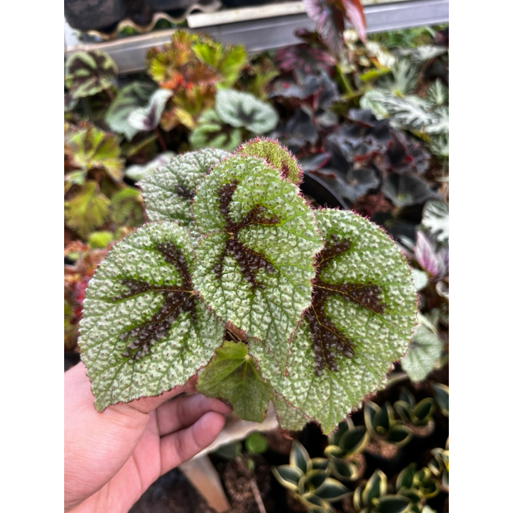 tanaman hias begonia tapak macan - begonia tapak macan