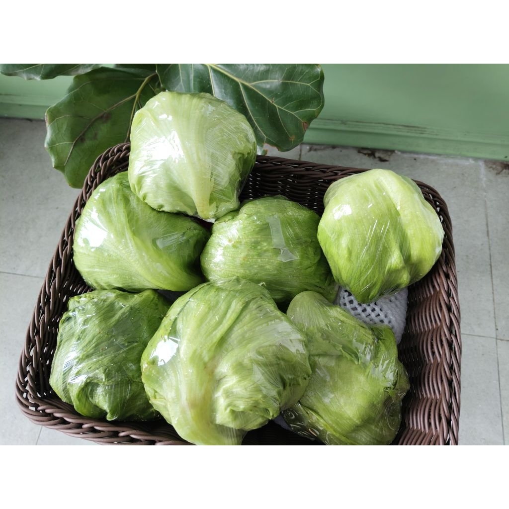 

Sayur Letuce Segar