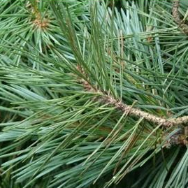 

[Fresh] Daun Pinus 700gr Kondisi Segar Herbal penyakit stroke