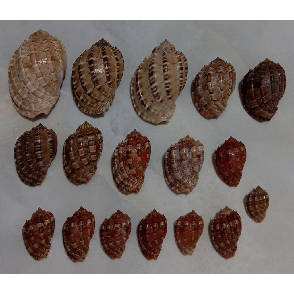 cangkang kerang koleksi harpa