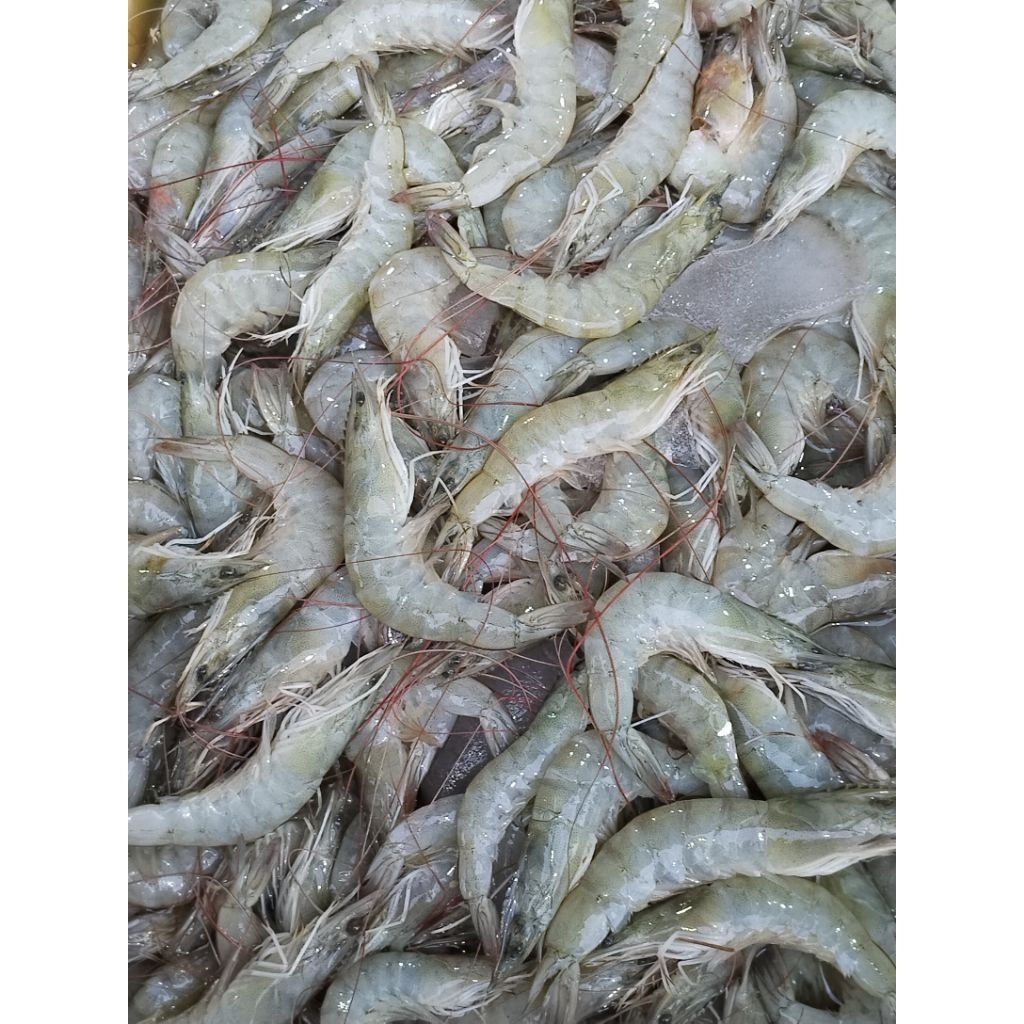 

Udang Segar
