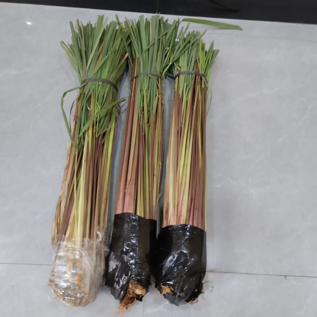 

Pohon Sereh Merah 500g