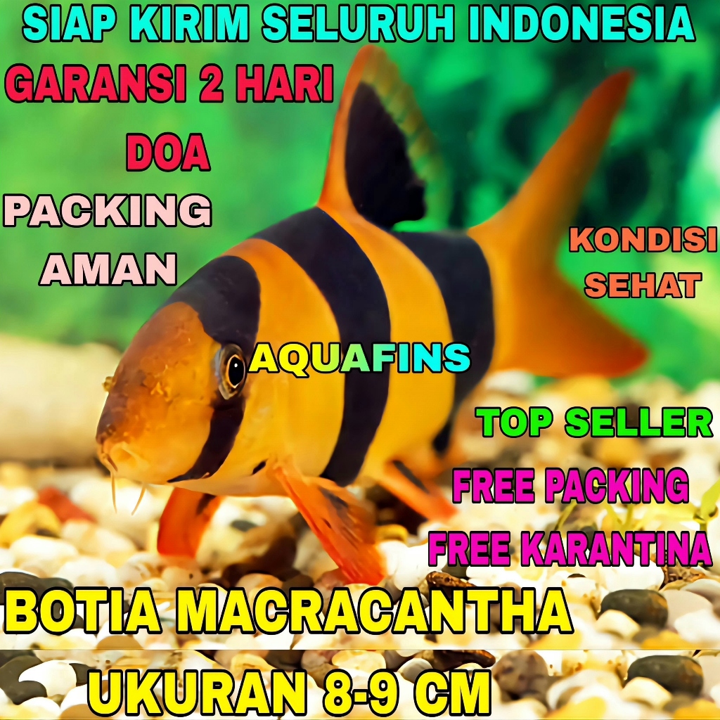 HIASAN BOTIA BADUT CHROMOBOTIA MACRACANTHUS MARACANTHA UKURAN 8-9 CM