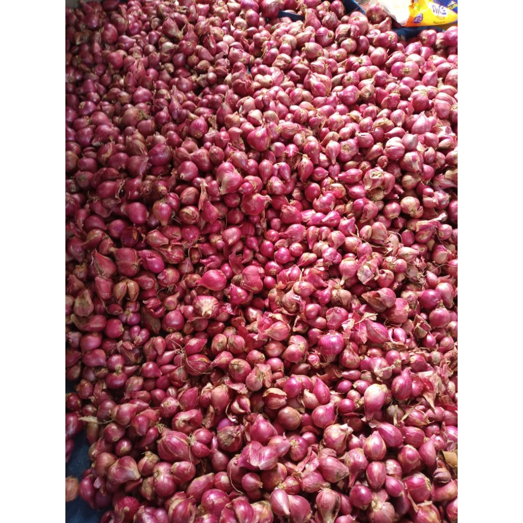

BAWANG MERAH ASLI SUPER PROBOLINGGO 1kg