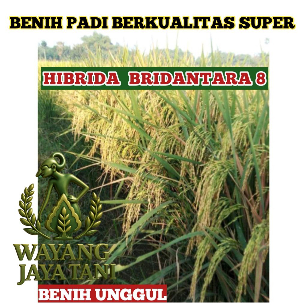 BENIH PADI BERKUALITAS HIBRIDA BRIDANTARA 8 KEMASAN 2KG