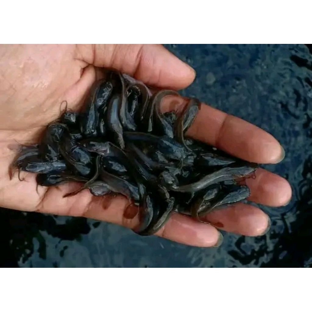 Bibit Lele isi 50 ekor  Siap Tebar Kualitas Unggul