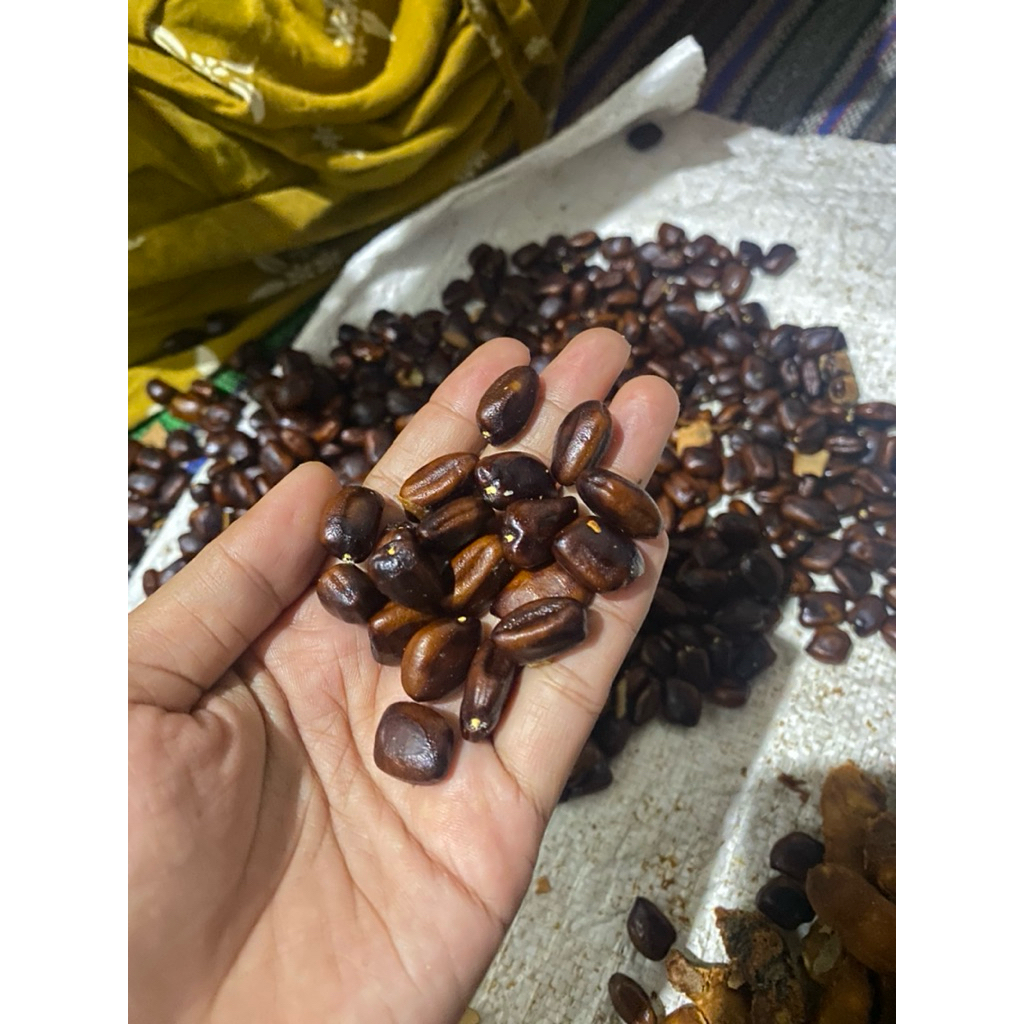 Biji/benih/bibit asam jawa bahan bonsai