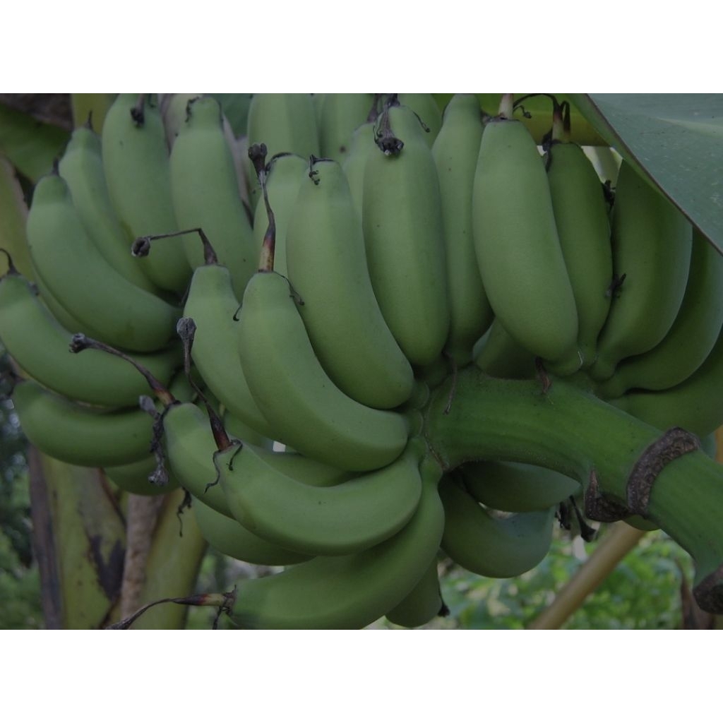 

pisang muda hijau fres berat 1 kg