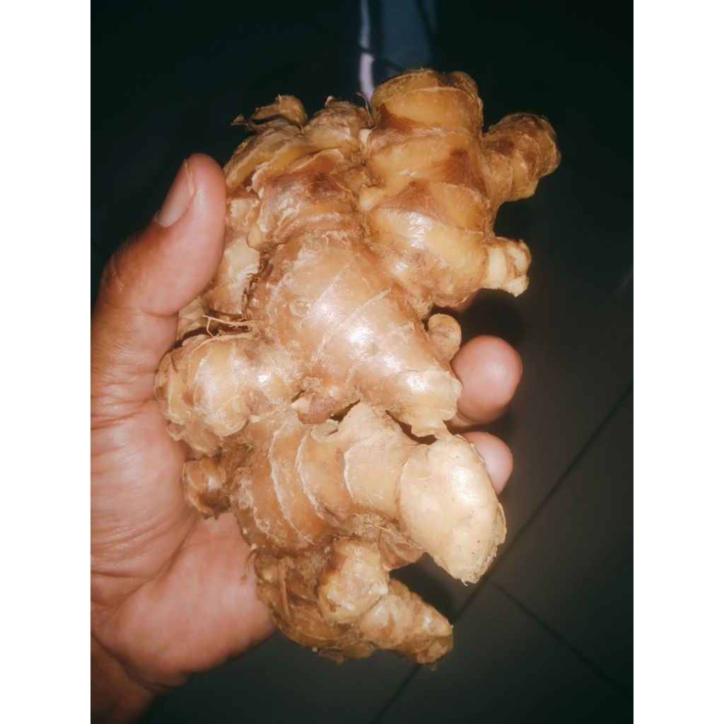 

jahe emprit segar,jahe pedas dan bersih kualiatas premium