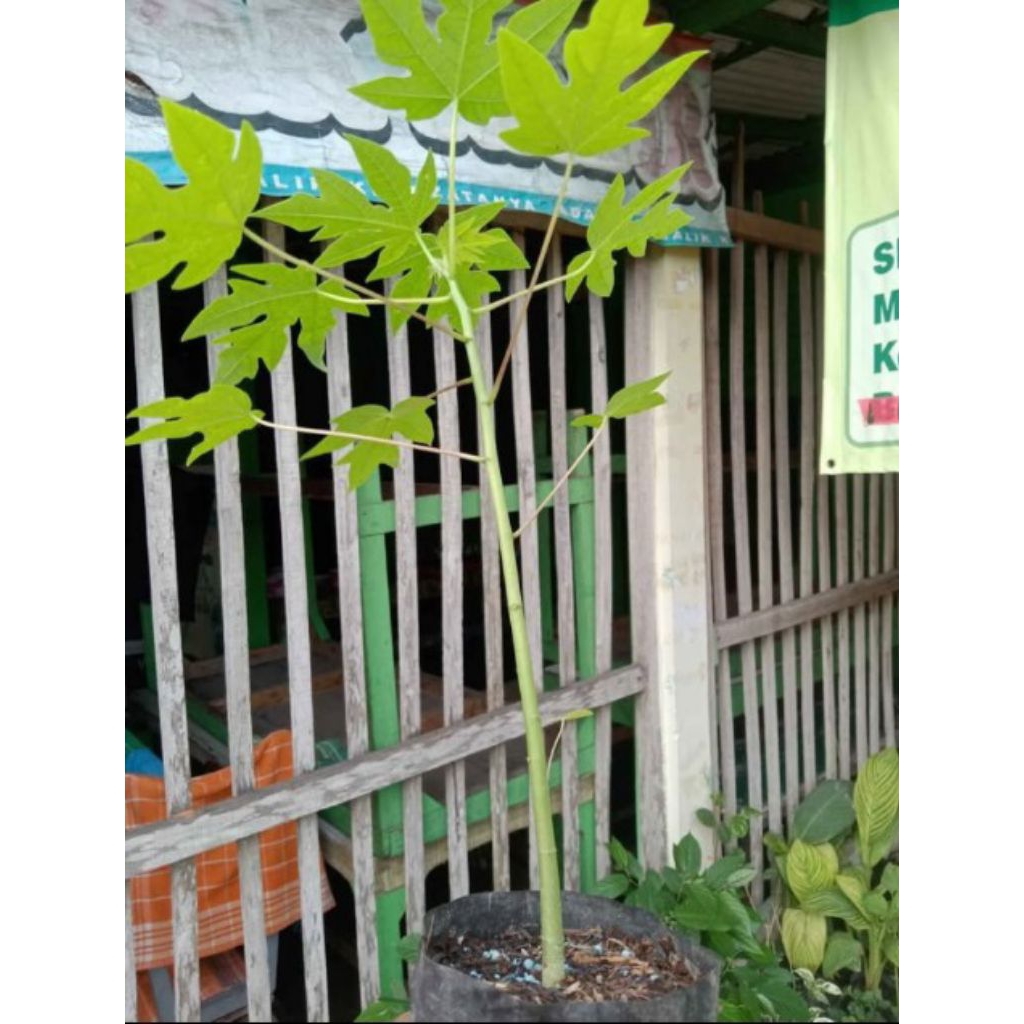 Bibit Pepaya California madu siap tanam