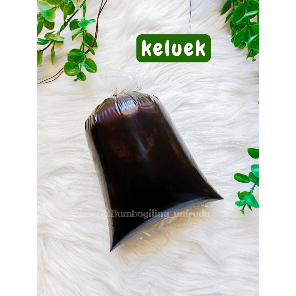 

kluwak giling | kluwak | kluwek | picung | pucung | kepayang | rawon |