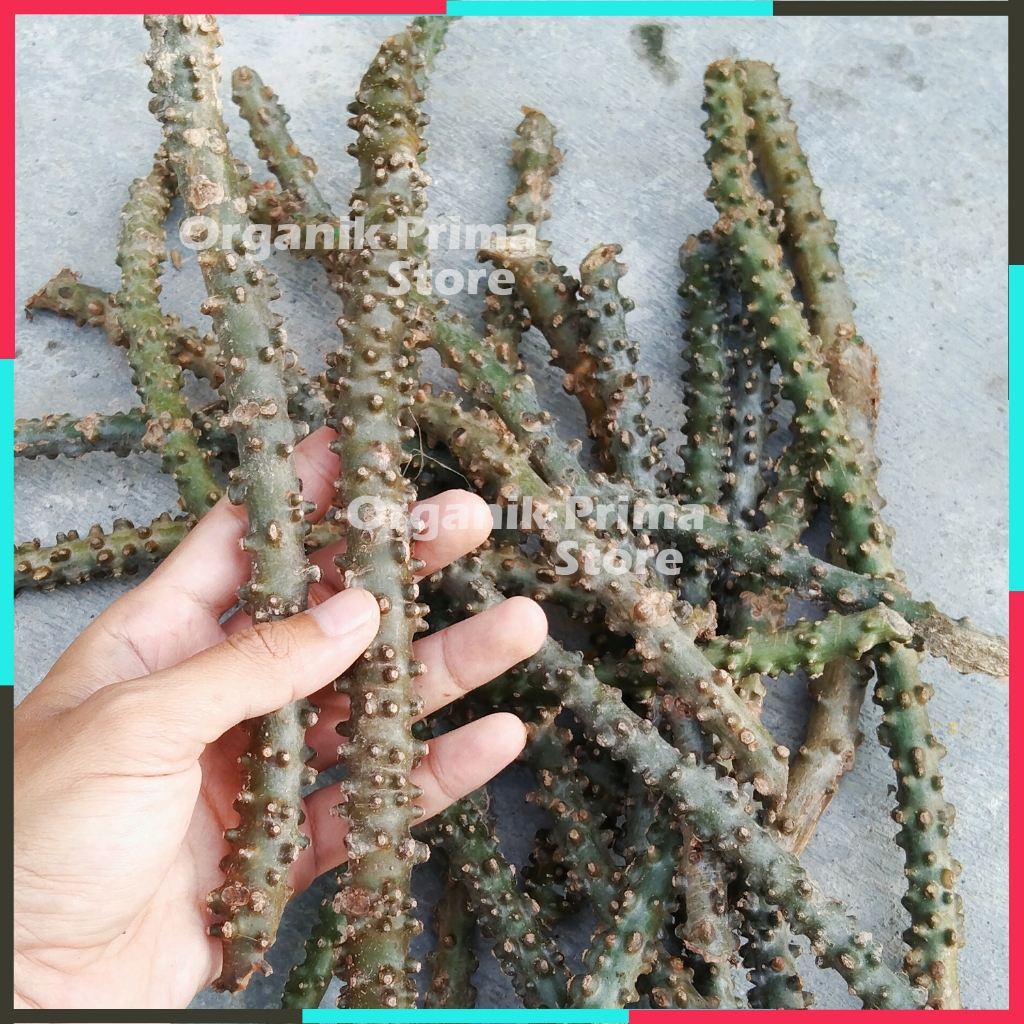 

Batang Brotowali Segar 100gr Bratawali Fresh Asli Untuk Sapih Anak