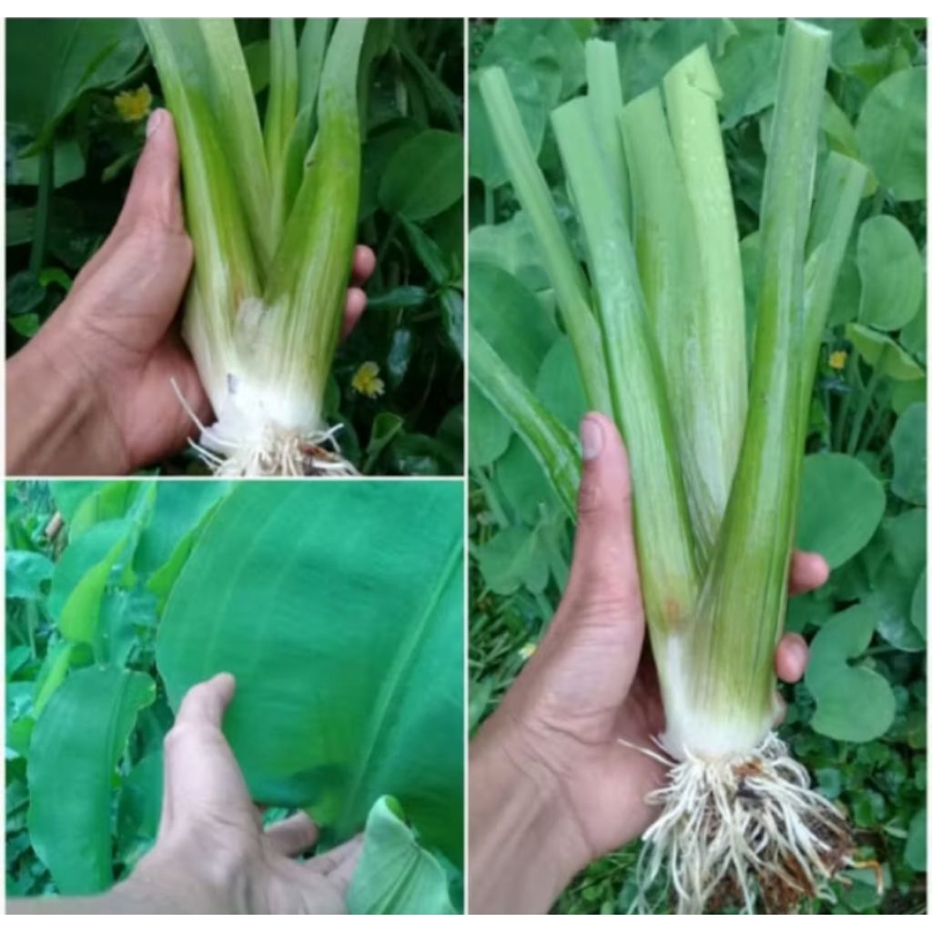 

Bibit Tanaman Genjer Sudah Berakar Siap Tanam Sayur Genjer Segar