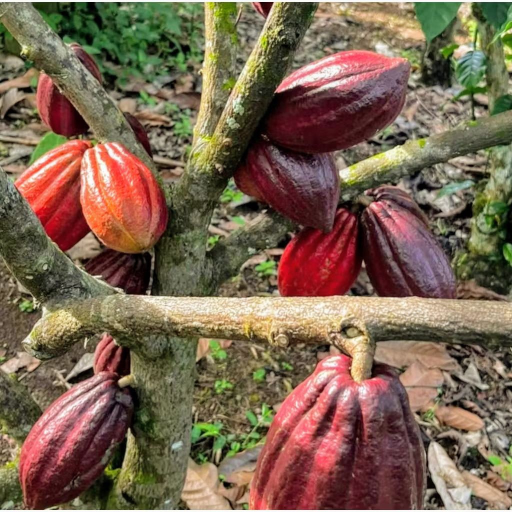 

BUAH COKLAT MATANG /BUAH KAKAO JENIS MCC02 glondongan, buah / biji kakao matangw