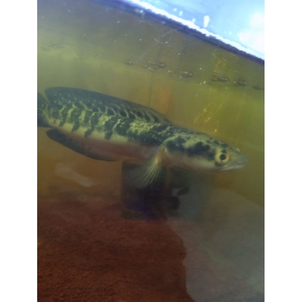 channa maru ys ukuran 20cm up simet