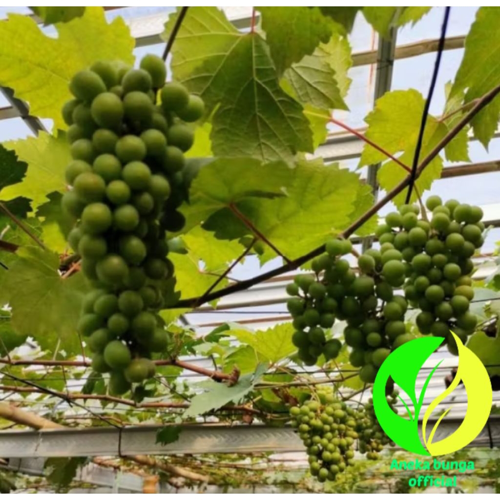 POHON BUAH ANGGUR IMPORT TAMAKI / BIBIT TANAMAN BUAH ANGGUR IMPORT TAMAKI