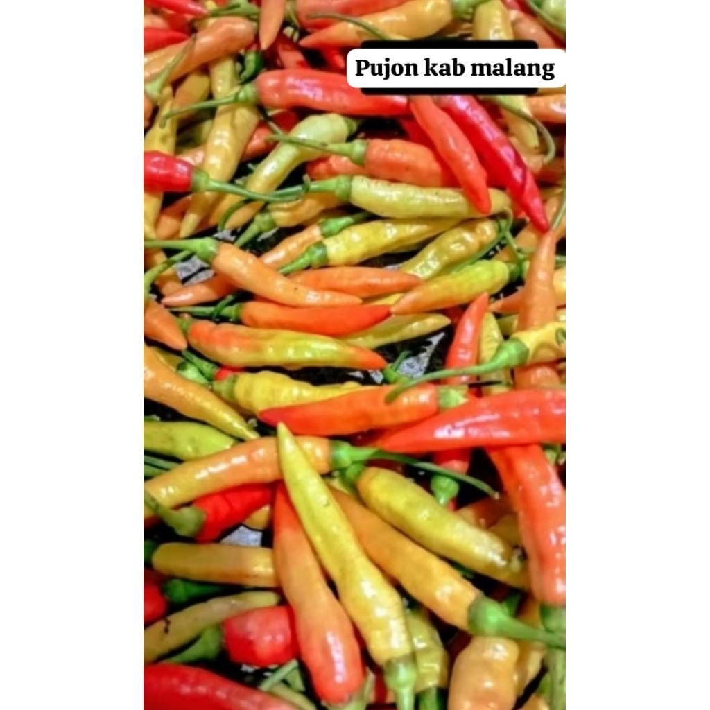 

cabai rawit merah cabe ORI 100 gram