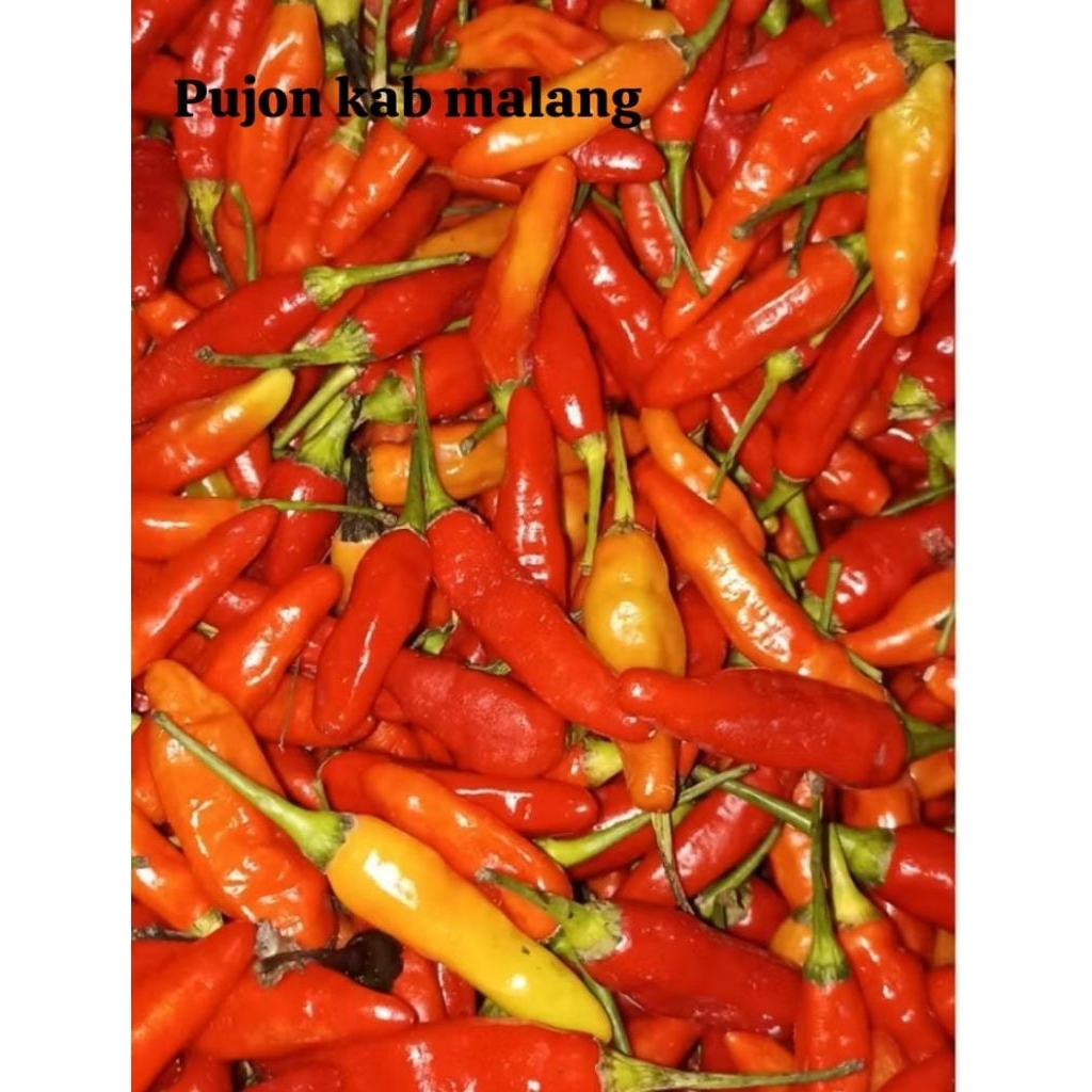 

cabe rawit malang cabai rawit murah ori