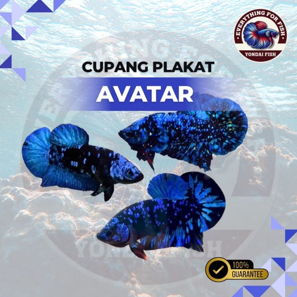 Cupang Plakat Avatar Galaxy | TOP GRADE | TOP AVATAR | REAL PICT