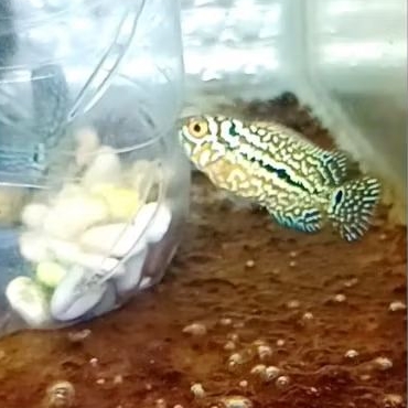 

kamfa f2 ori Thailand quality vip