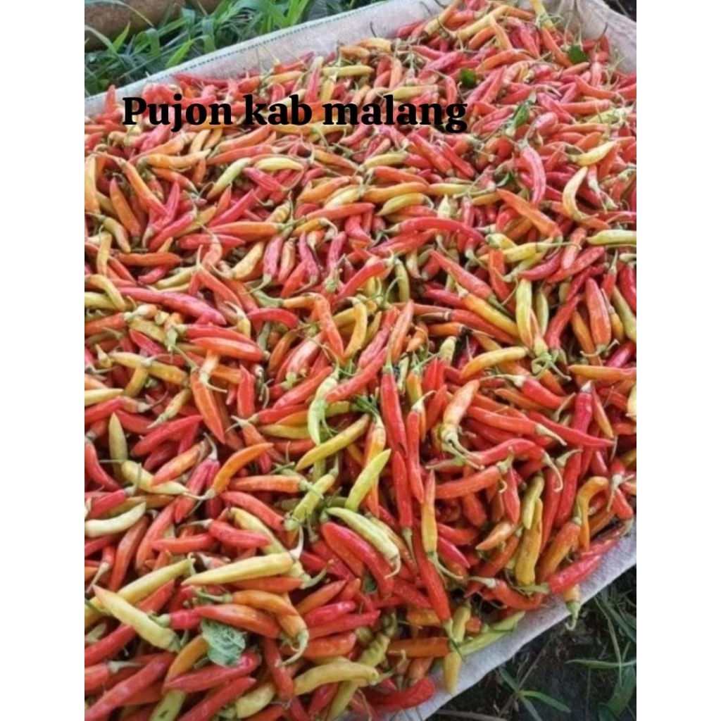 

cabe murah cabai rawit super