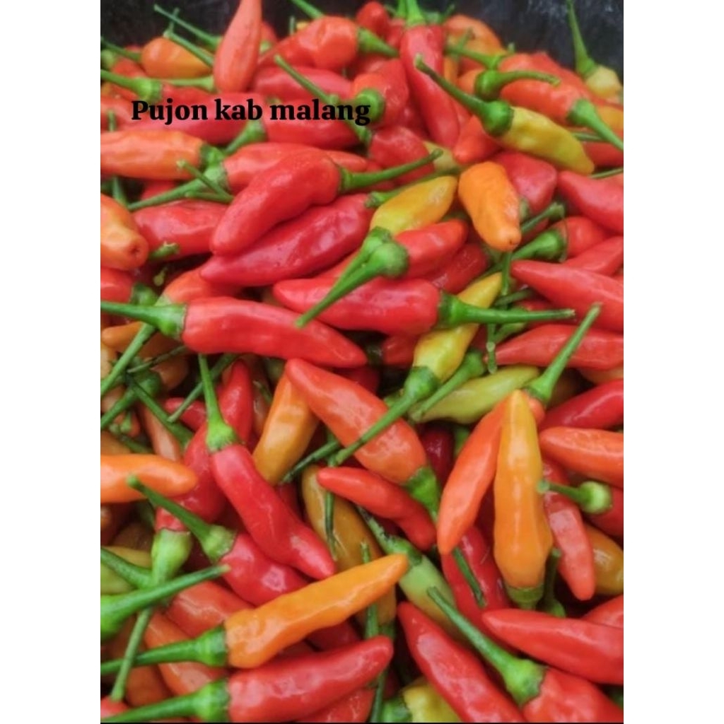 

cabe cabai rawit cabai original kab malang
