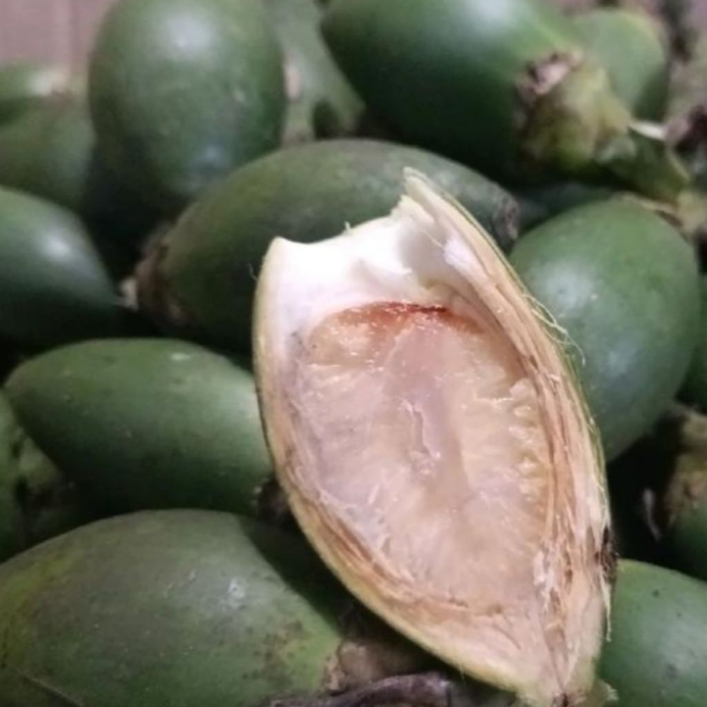 

PROMO buah pinang muda segar 1kg