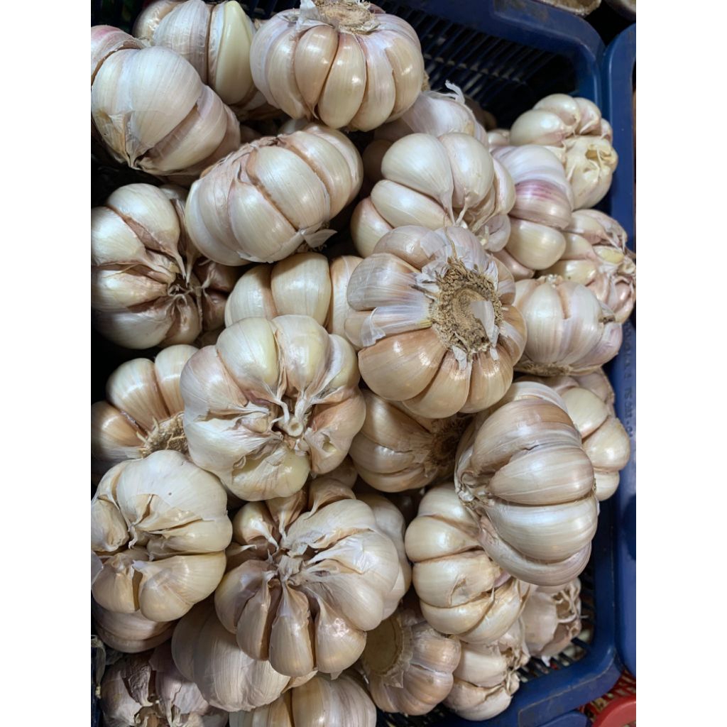 

Bawang Putih Banci 250 Gr - 1 Kg