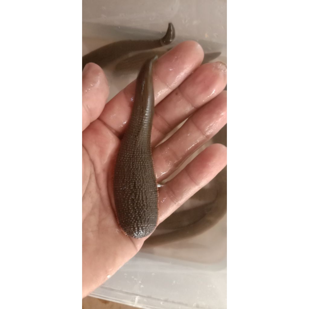 Lintah hidup sudah sterilisasi Size JUMBO isi 40 Ekor