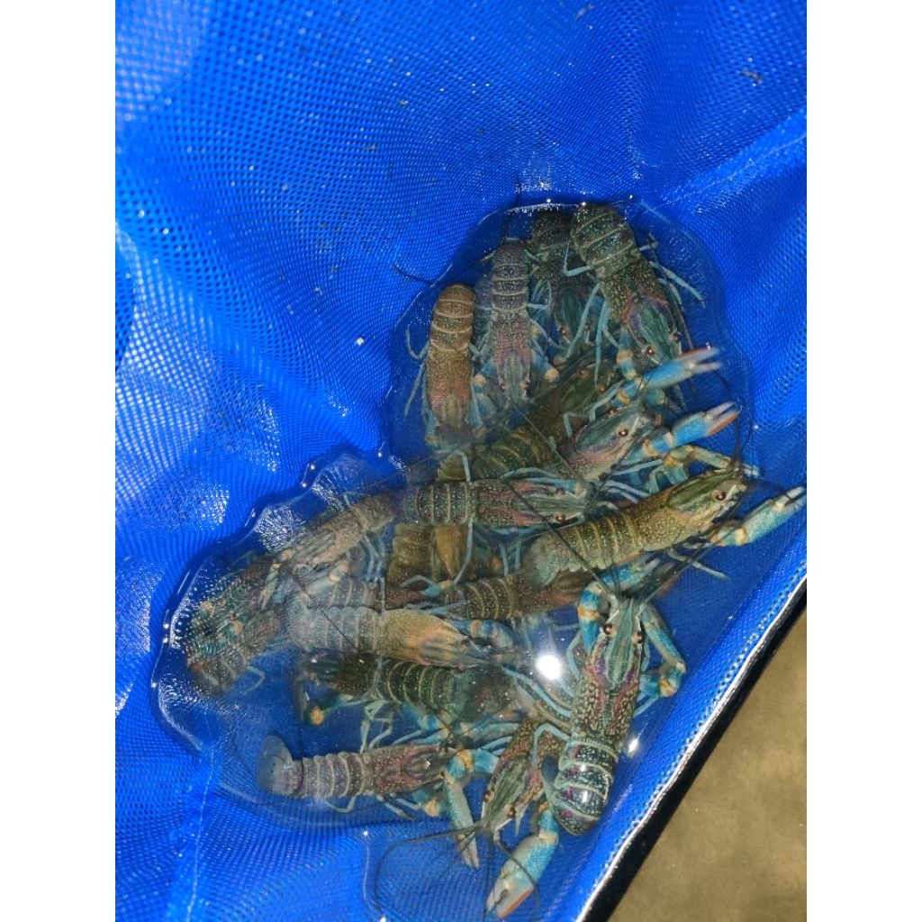 

LOBSTER AIR TAWAR 3 INCH GRADE A+ PREMIUM - LOBSTER GRADE PREMIUM UKURAN 3 INCH