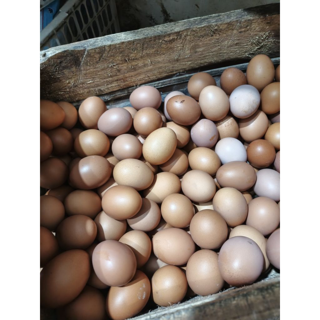 

Telur Ayam Negeri 1 kg