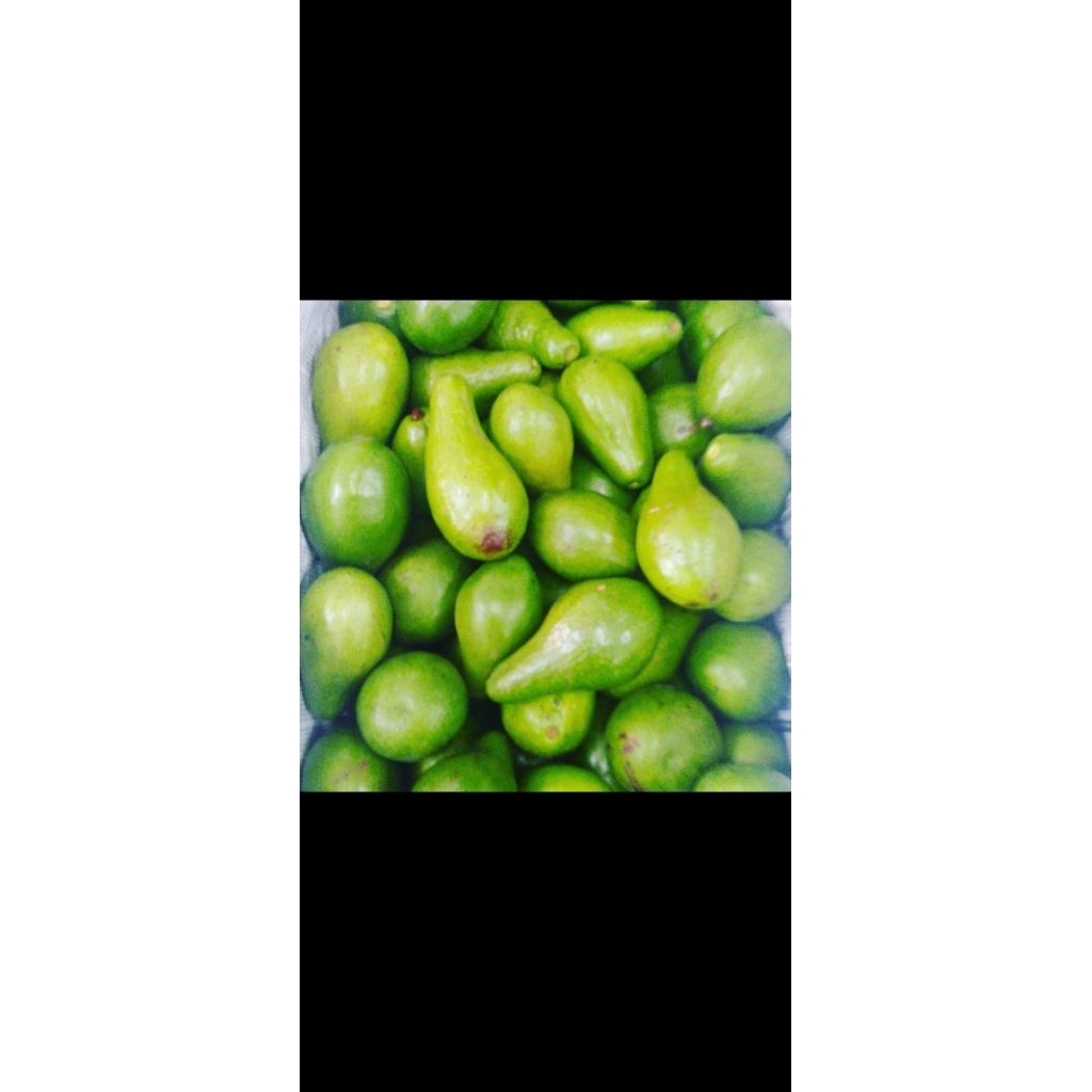 

alpukat mentega masir...