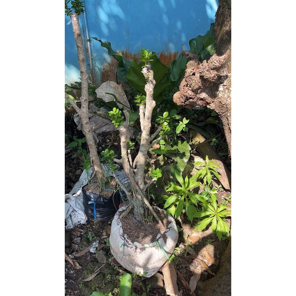 Bonsai dolar micro taman