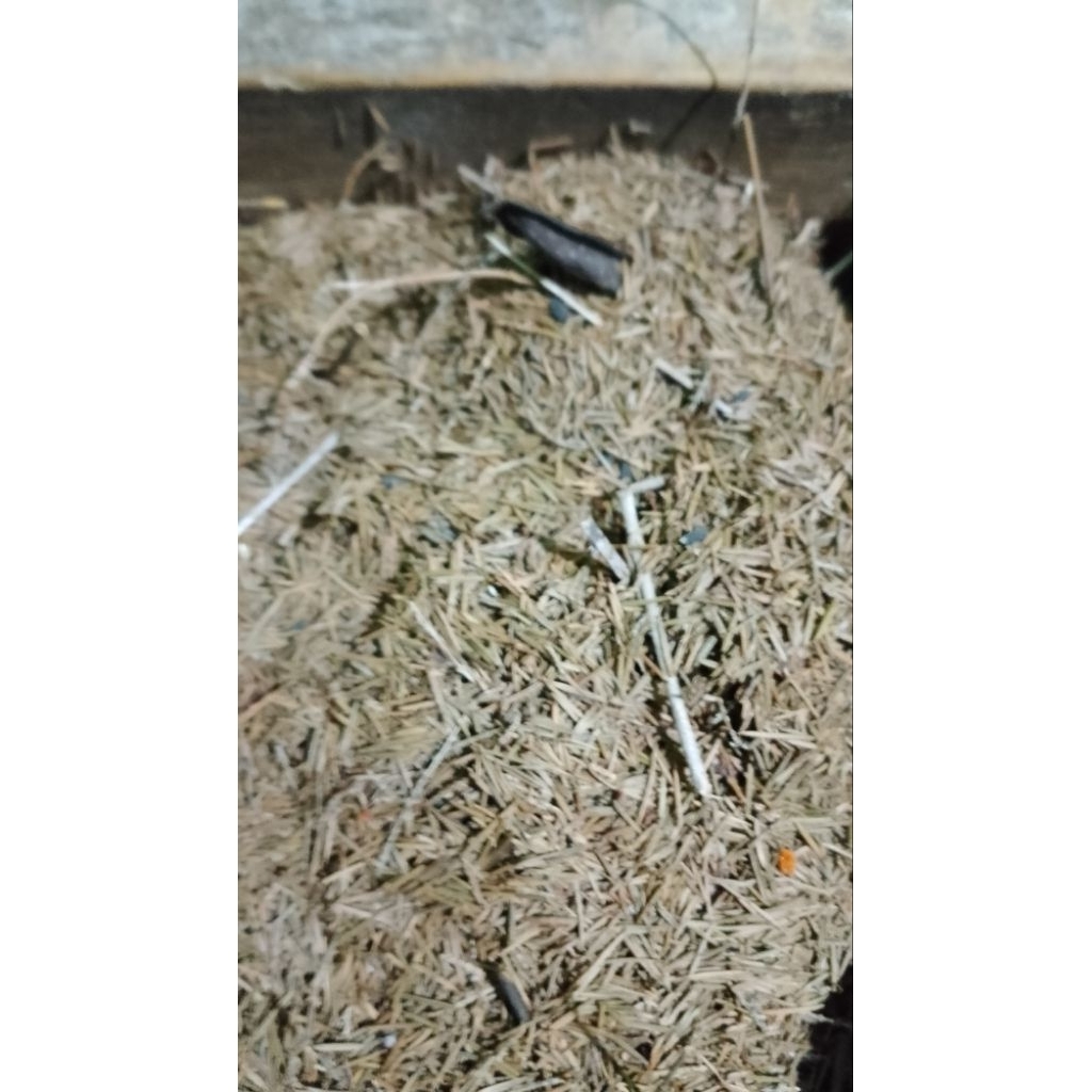 

JUNGRAHAP / JENGATEP / bahan herbal kering/ 100gr