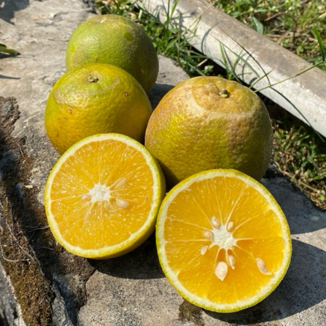 

Jeruk Iris Manis Baby Java 6 kg