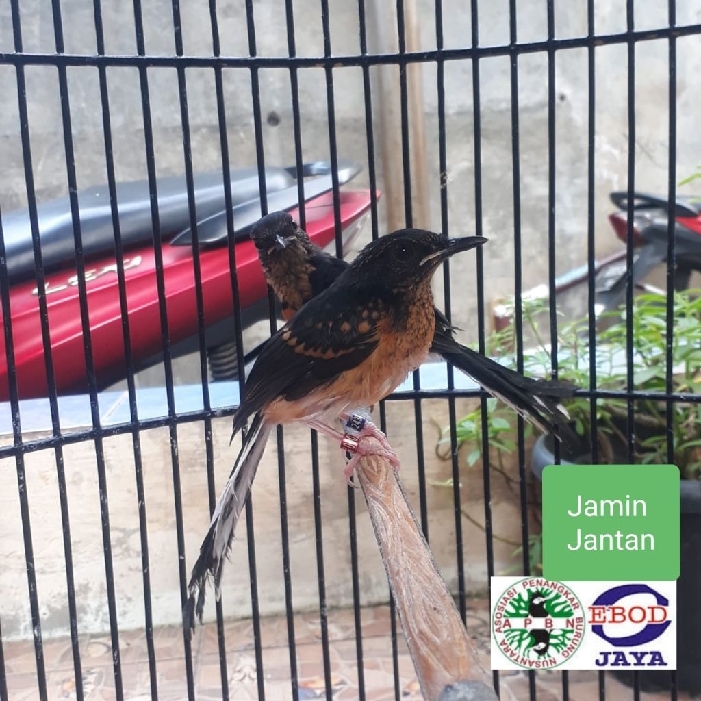 Murai Batu Trotol Medan Jantan Prospek Double Ring Apbn Plus Sertifikat Asli Yayasan