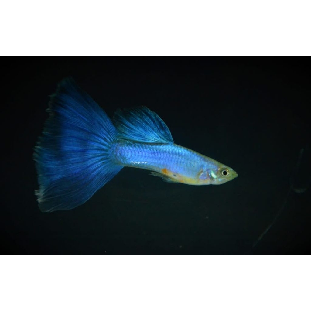 stiker unik ikan Guppy Singa Blue Tail