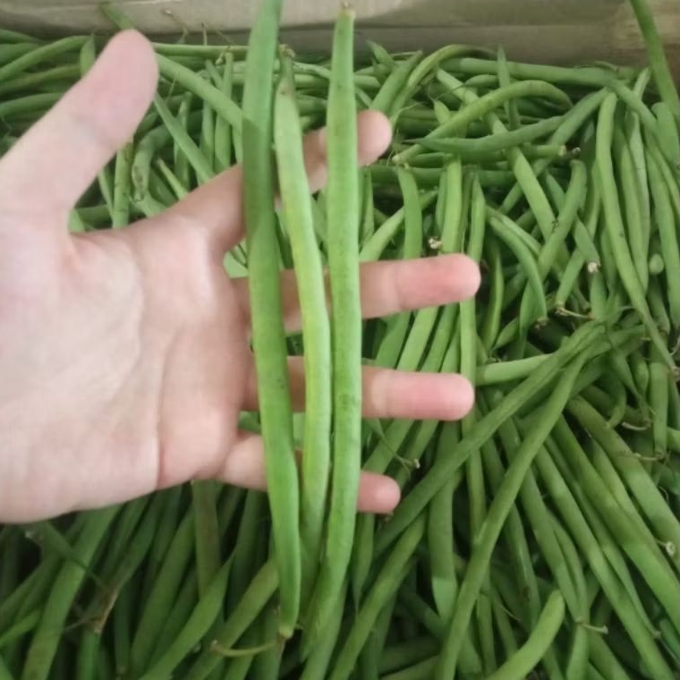 

Buncis Perancis Ukuran sedang| 450-500GR/950gr-1KG | MOHON TANYA STOCK DULU | Green Garden | Hammysnotes |