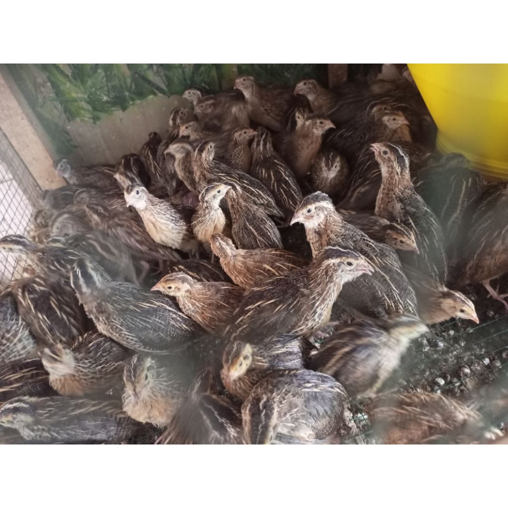 Puyuh Petelur - Puyuh Betina - Puyuh Betina