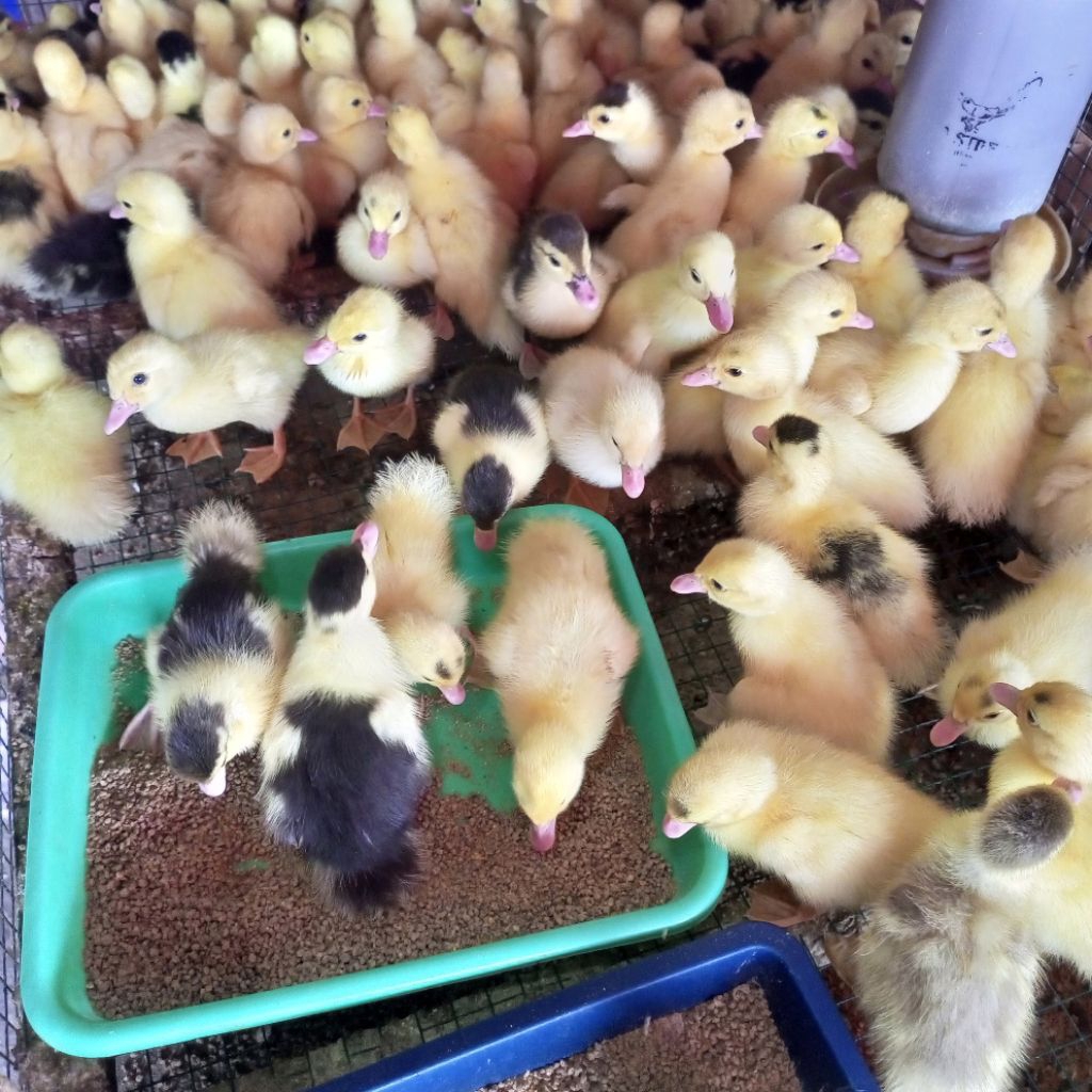 Entok Lokal - Entok Kecil - Bibit Entok Asli