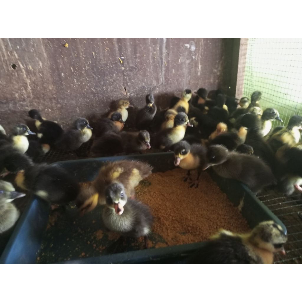 Dod Hibrida - Bebek Hibrida Potong - Bebek Potong Leher Panjang