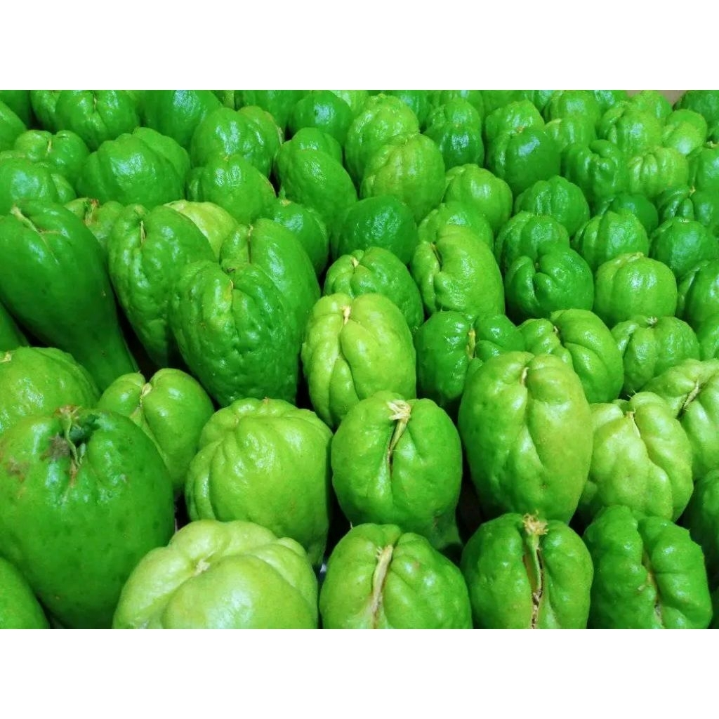 

Bibit Labu Siam super jumbo cocok untuk dataran tinggi maupun rendah