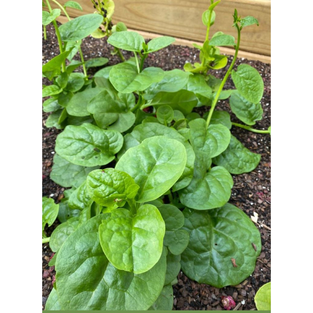 5 Benih Biji Bayam Malabar