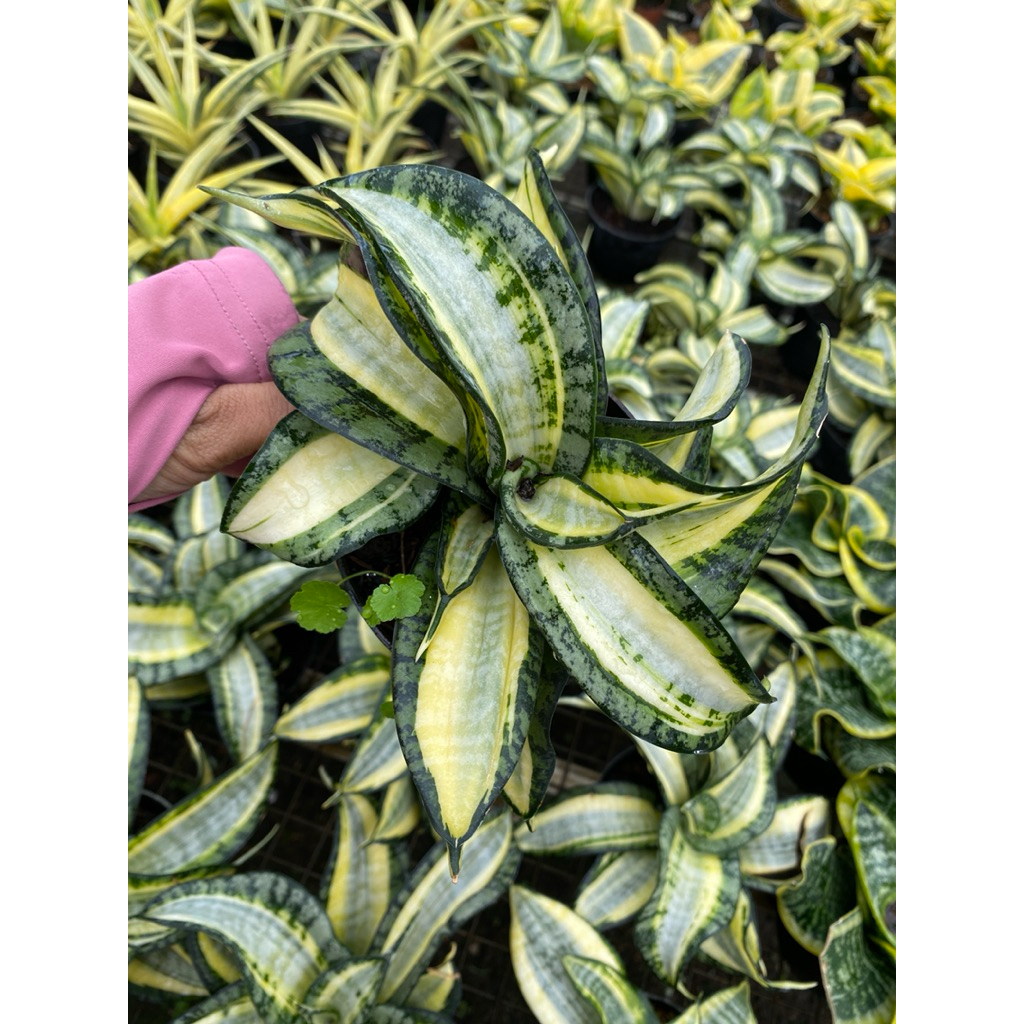 Sansivera golden wendys - tanaman hias - sansivera murah